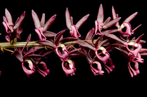Mormodes vinacea 'Sunset Valley Orchids' CBR